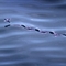 摄影师在帝汶海拍到飞鱼在水面游走奇景